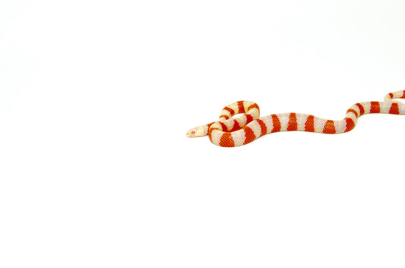 Albino Honduran Milk Snake (Lampropeltis triangulum hondurensis)