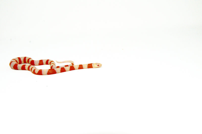 Albino Honduran Milk Snake (Lampropeltis triangulum hondurensis)