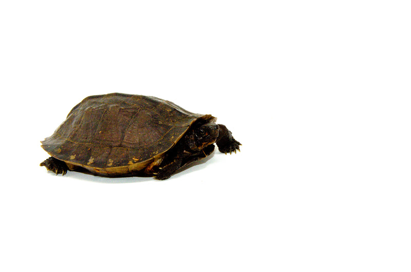 Oldham's Leaf Turtle (Cyclemys oldhamii)