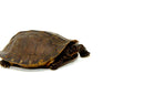 Oldham's Leaf Turtle (Cyclemys oldhamii)