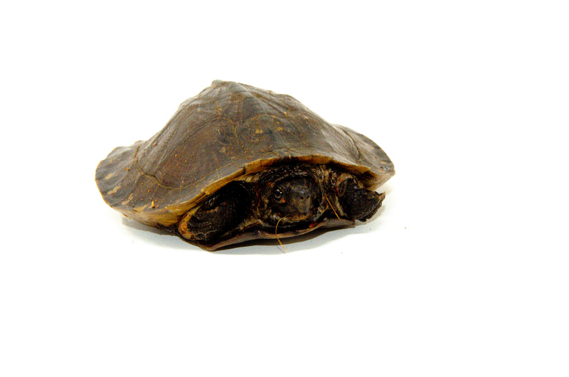Oldham's Leaf Turtle (Cyclemys oldhamii)