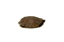 Oldham's Leaf Turtle (Cyclemys oldhamii)