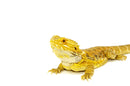 Bearded Dragon Adults  (Pogona vitticeps)