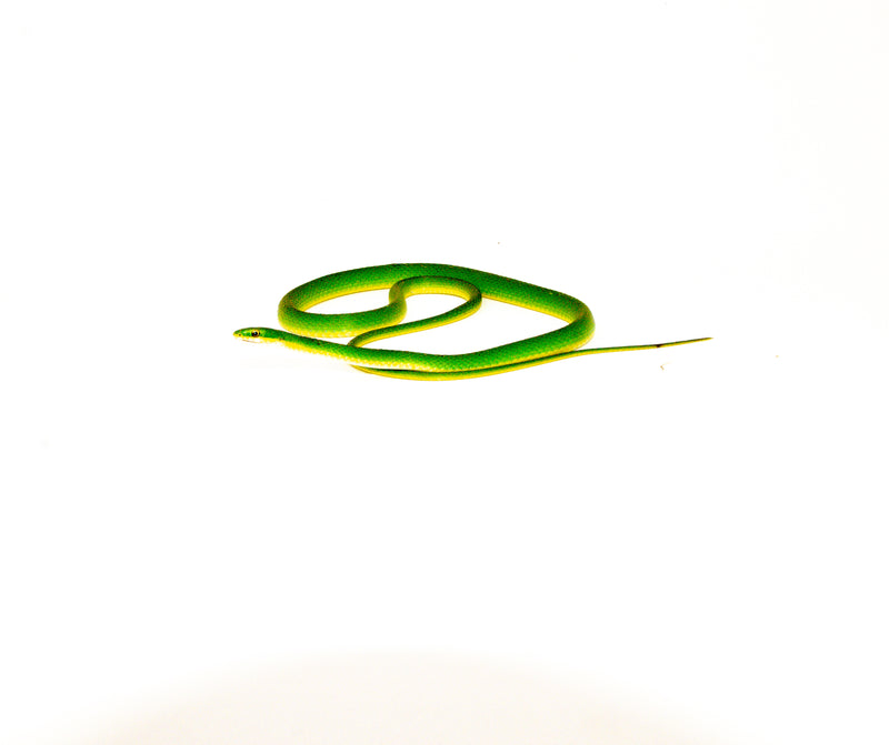 Florida Rough Green Snakes (Opheodrys aestivus carinatus)