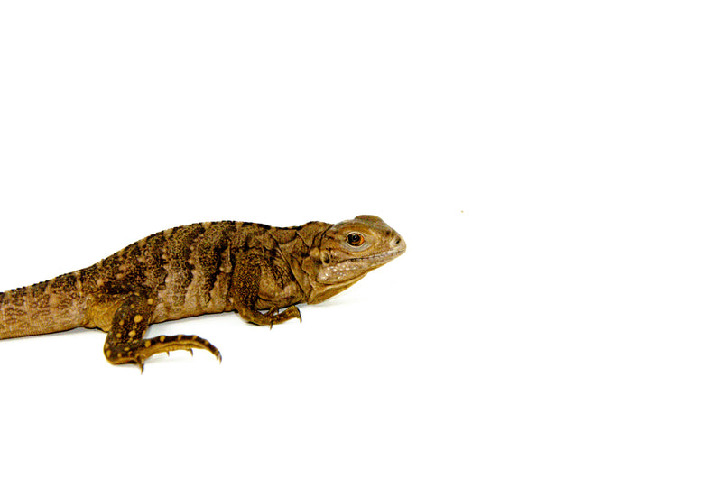 Cuban Rock Iguana Babies (Cyclura nubila)