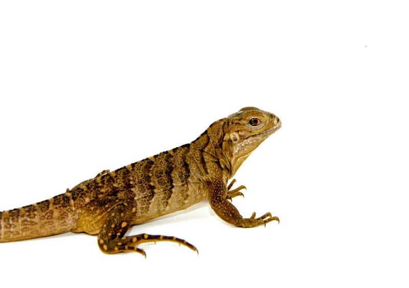 Cuban Rock Iguana Babies (Cyclura nubila)