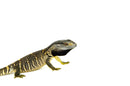 Black Throat Monitor (Varanus albigularis ionidesi)