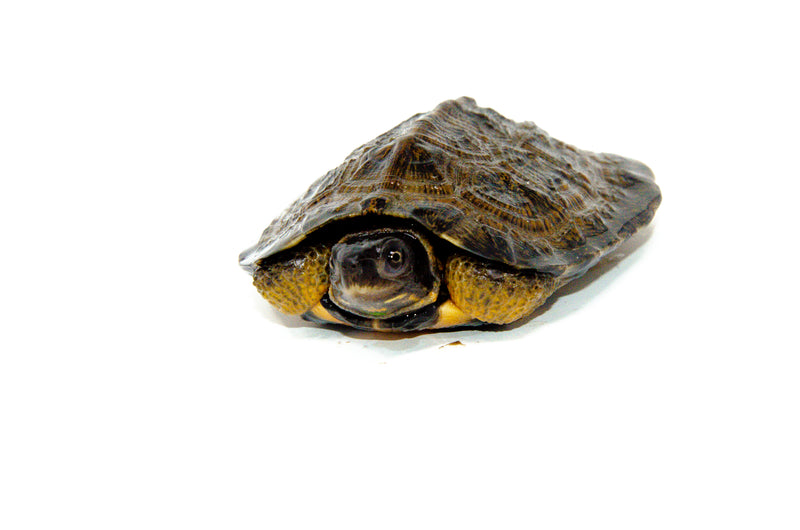 North American Wood Turtle Juvenile (Glyptemys insculpta)
