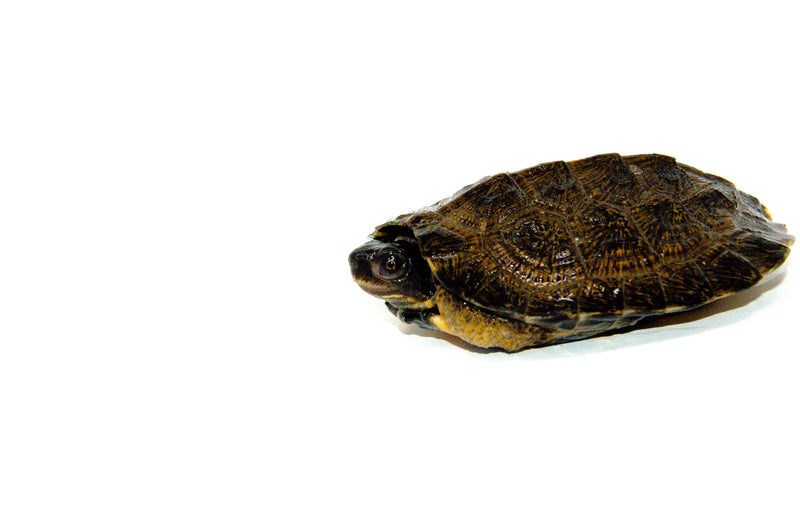 North American Wood Turtle Juvenile (Glyptemys insculpta)