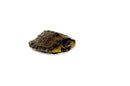 North American Wood Turtle Juvenile (Glyptemys insculpta)