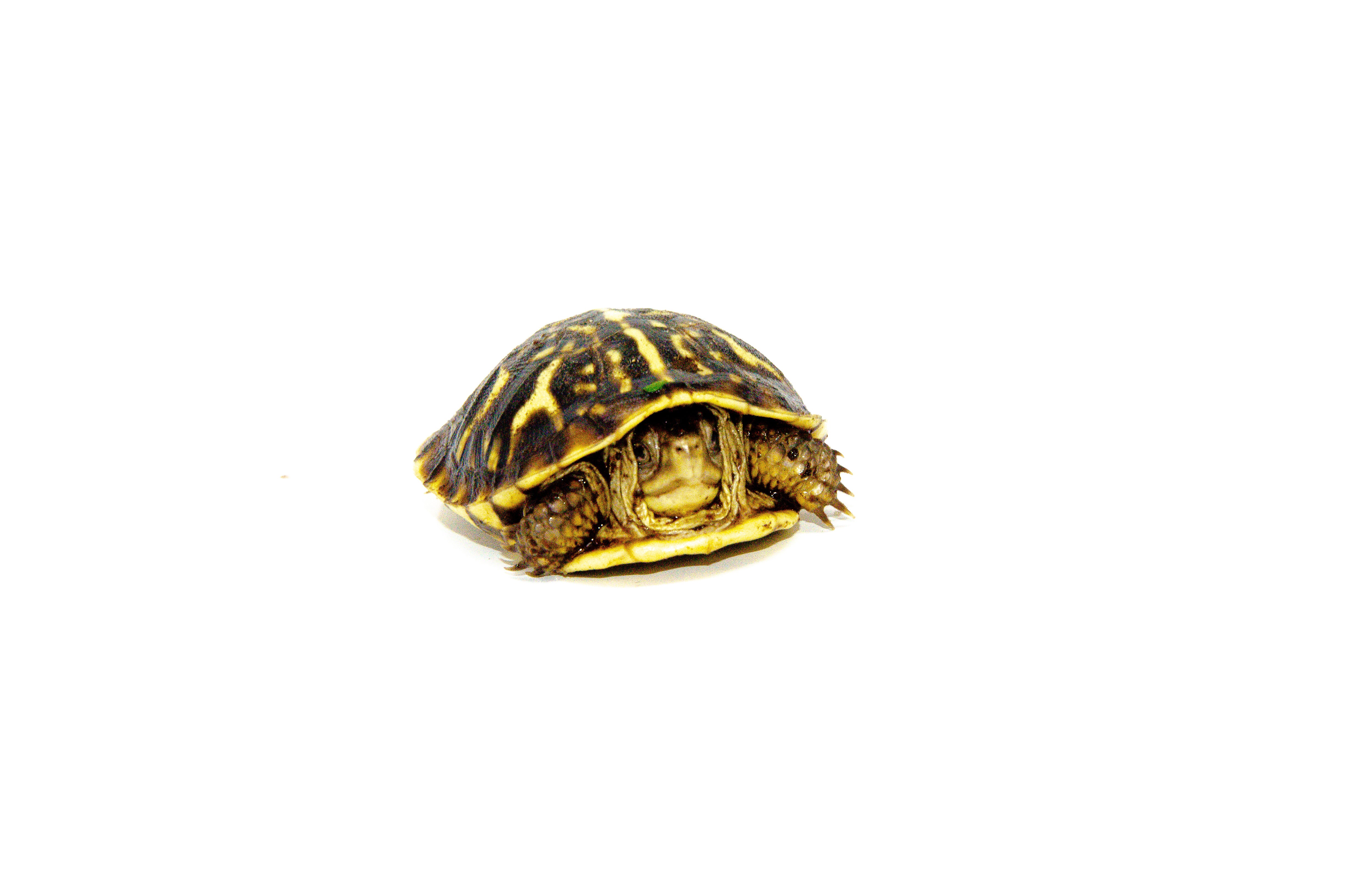 Ornate Box Turtle Babies For Sale | American Reptile Distributors