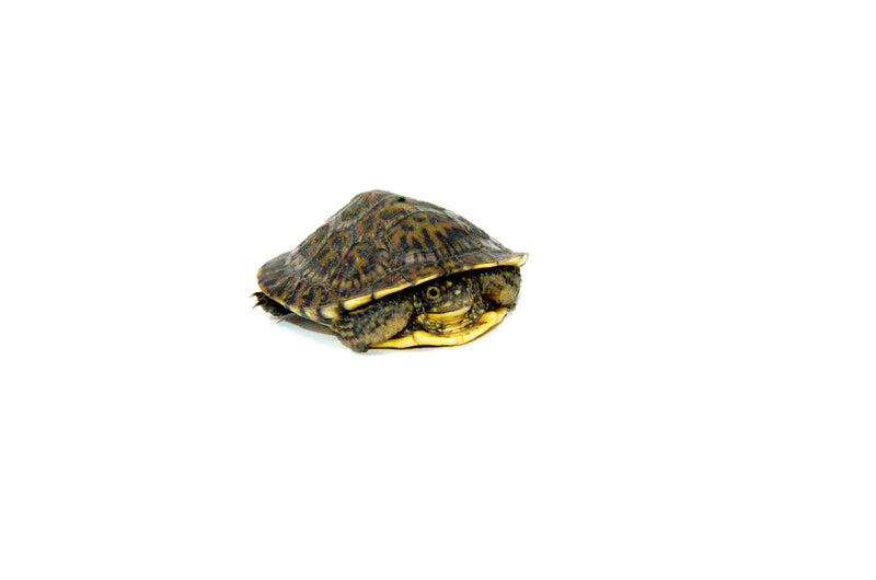 Blanding's Turtle Babies (Emydoidea blandingii)