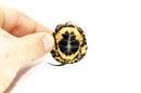 Spotted Turtle Babies (Clemmys guttata)