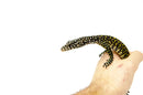 Blue Tail Monitor Babies (Varanus doreanus)
