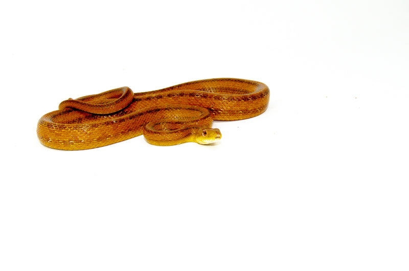 Everglades Rat Snake (Elaphe obsoleta rossalleni)