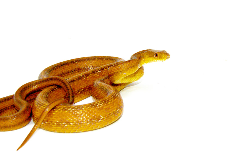 Everglades Rat Snake (Elaphe obsoleta rossalleni)