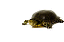 Adult European Pond Turtle (Emys orbicularis)