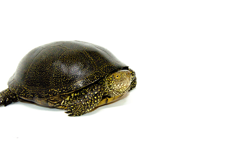 Adult European Pond Turtle (Emys orbicularis)