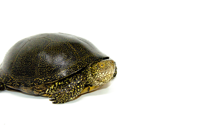 Adult European Pond Turtle (Emys orbicularis)