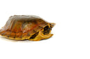 Flat Shell Turtle (Notochelys platynota)
