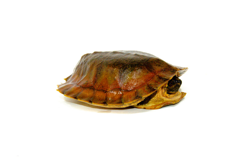 Flat Shell Turtle (Notochelys platynota)