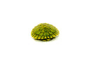 Baby Pastel Clown Red Eared Slider Turtle   (Trachemys elegans)
