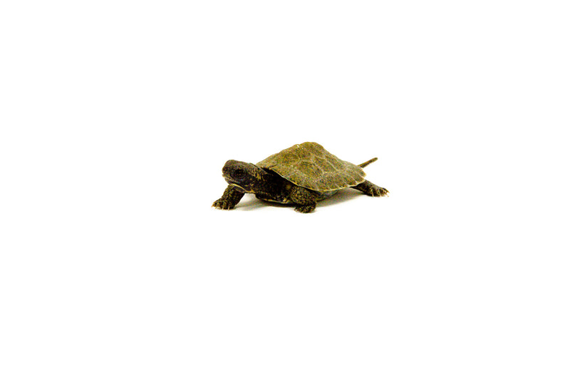 Baby North American Wood Turtle (Glyptemys insculpta)