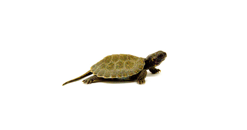 Baby North American Wood Turtle (Glyptemys insculpta)