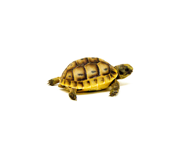 Baby Ilbera Greek Tortoise (Testudo graeca ibera)