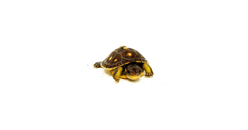 Baby Eastern Box Turtle (Terrapene carolina)