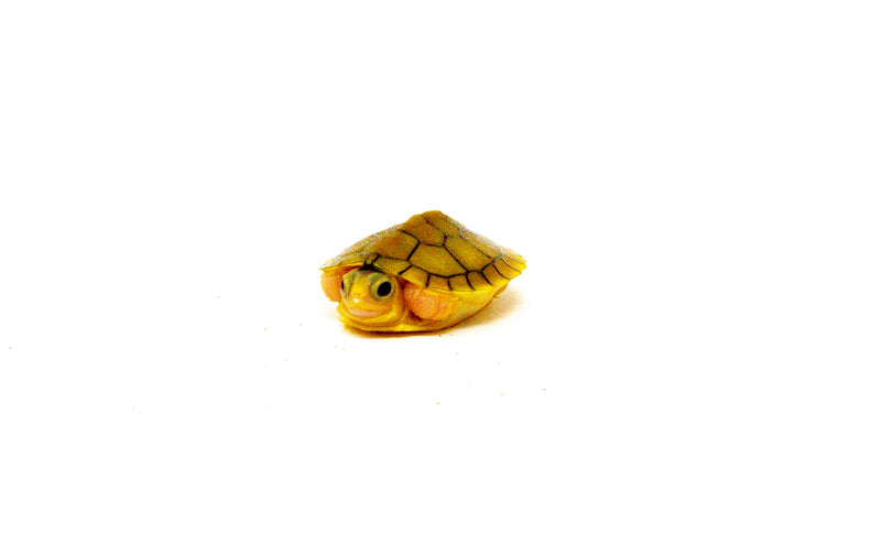 Baby Caramel Pink Albino Red Eared Slider Turtle (Trachemys elegans)