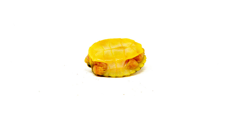 Baby Caramel Pink Albino Red Eared Slider Turtle (Trachemys elegans)