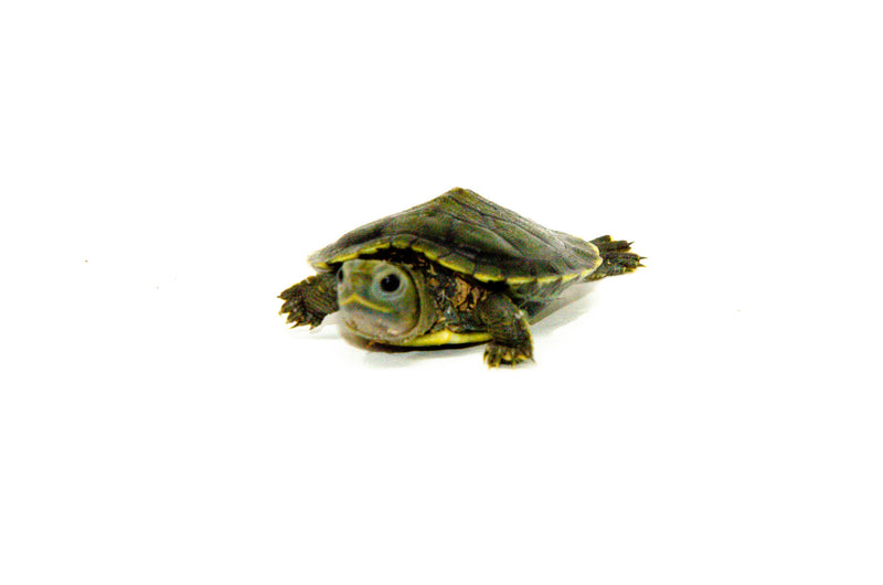 Baby Charcoal Red Eared Slider Turtle   (Trachemys elegans)