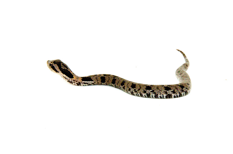 Eastern Hognose Snake (Heterodon platirhinos)