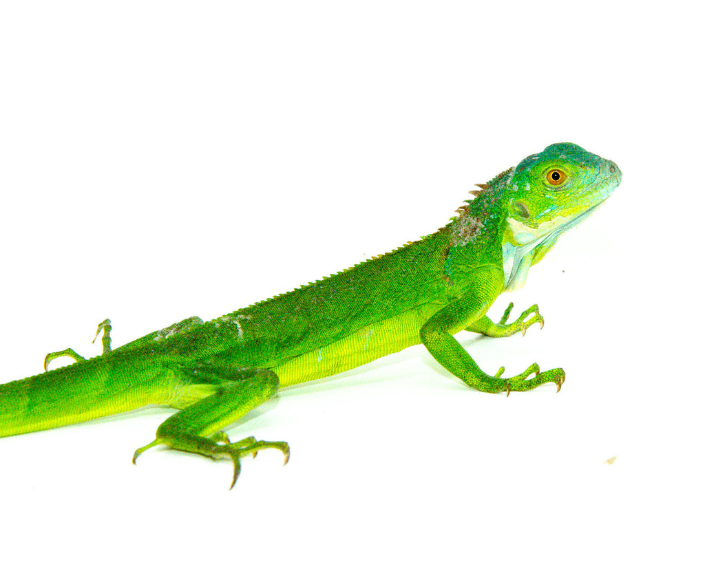 Green Iguanas For Sale | American Reptile Distributors