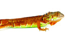 Red Iguana (Iguana iguana)