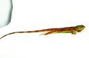 Red Iguana (Iguana iguana)