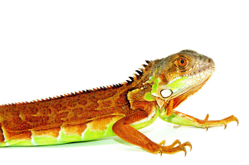 Red Iguana (Iguana iguana)