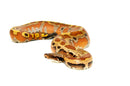 Bangka Blood Python (Python Brongersmai)
