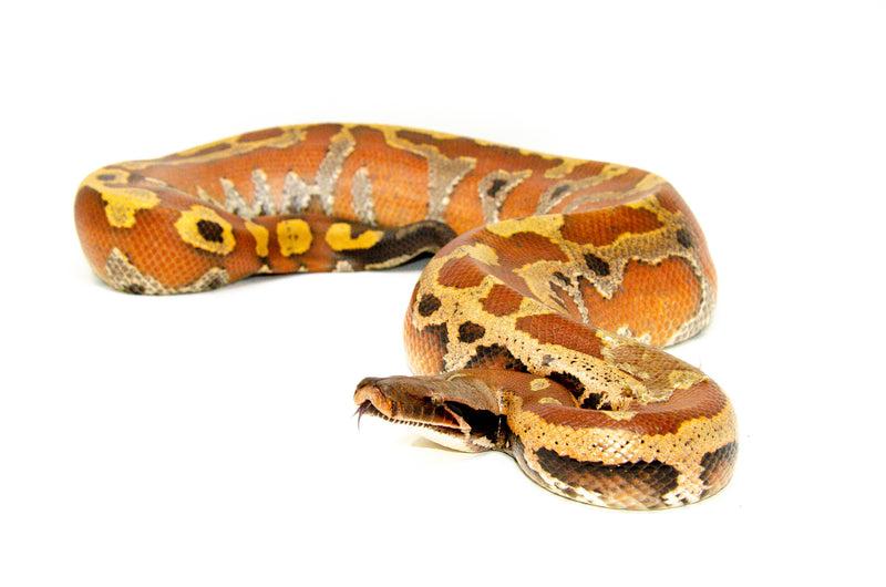 Bangka Blood Python (Python Brongersmai)