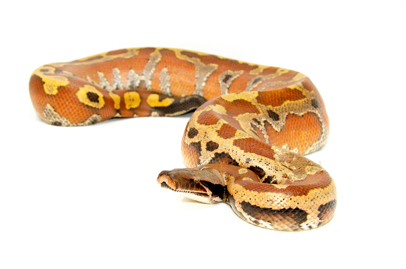 Bangka Blood Python (Python Brongersmai)