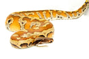 Bangka Blood Python (Python Brongersmai)