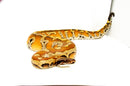 Bangka Blood Python (Python Brongersmai)