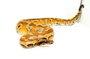 Bangka Blood Python (Python Brongersmai)