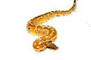 Bangka Blood Python (Python Brongersmai)
