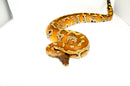 Bangka Blood Python (Python Brongersmai)
