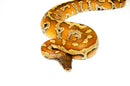 Bangka Blood Python (Python Brongersmai)