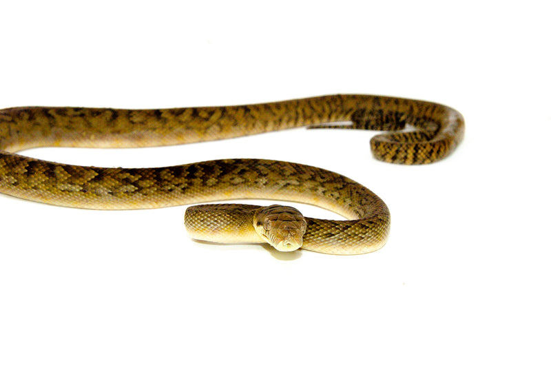 Merauke Scrub Python Yearling - Female