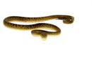 Merauke Scrub Python Yearling - Female