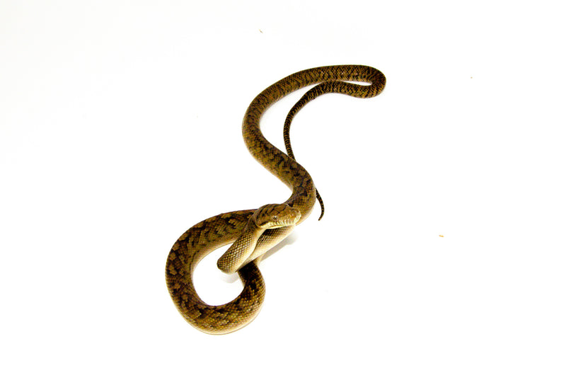 Merauke Scrub Python Yearling - Female